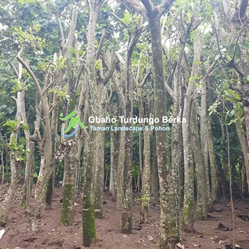 Jual Pohon Pule di Jayapura