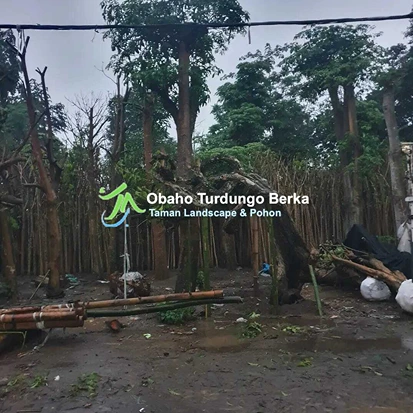 Jual Pohon Pule di Jayawijaya