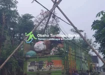 Jual Pohon Pule di Makassar