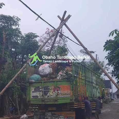 Jual Pohon Pule di Makassar
