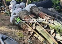 Jual Pohon Pule di Nabire