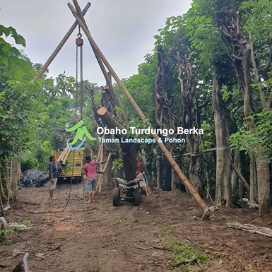 Jual Pohon Pule di Semarang