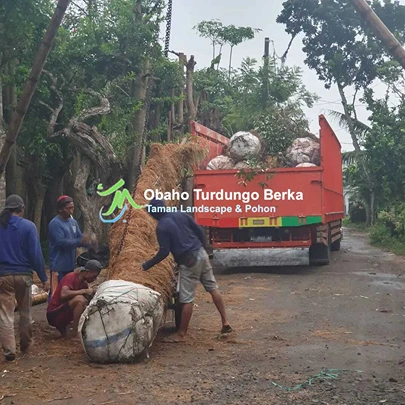 Jual Pohon Pule di Sorong