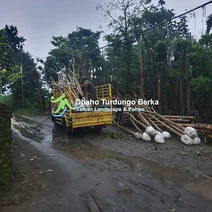 Jual Pohon Pule di Surabaya