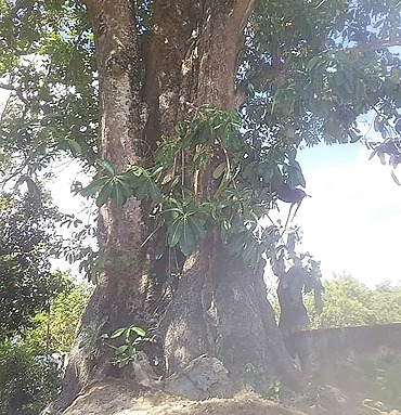 Jual Pohon Pule Besar Jumbo Taman 2025 10 jual pohon pule di Bandung 1