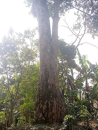 Jual Pohon Pule Besar Jumbo Taman 2025 5 jual pohon pule di Bandung 2