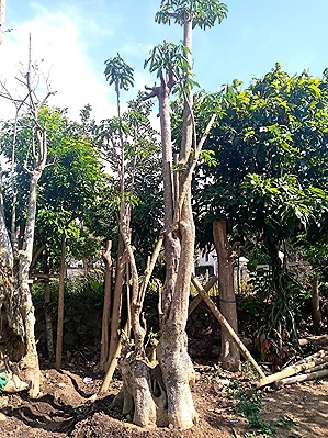 Jual Pohon Pule di Garut