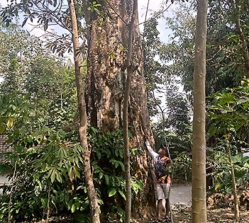 Jual Pohon Pule Besar Jumbo Taman 2025 4 jual pohon pule di Bandung barat 5