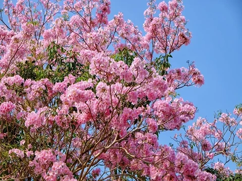 jual pohon tabebuya pink