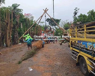 Jual Pohon Pule di Blitar Khusus Proyek 2025 20 Grosir Pohon Pule Blitar