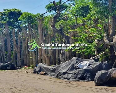 Jual Pohon Pule Di Tanjung Pinang Ukuran Besar Lingkar 1 2 3 4 5 Harga Murah 10 Grosir Pohon Pule di Tanjung Pinang
