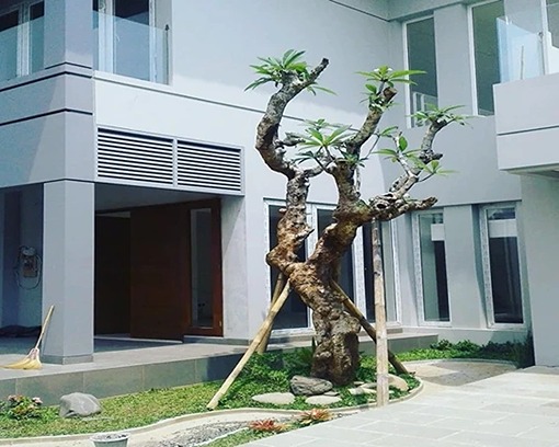 Grosir Pohon kamboja Fosil di Palembang