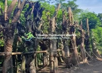Harga Pohon Pule Lingkar 15 meter Padang