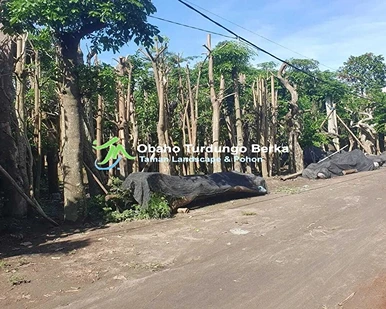 Jual Pohon Pule di Blitar Khusus Proyek 2025 24 Harga Pohon Pule Lingkar 2345 meter Blitar
