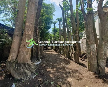 Jual Pohon Pule Di Tanjung Pinang Ukuran Besar Lingkar 1 2 3 4 5 Harga Murah 15 Harga Pohon Pule Tinggi 1 meter Tanjung Pinang