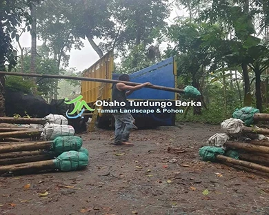 Jual Pohon Pule di Blitar Khusus Proyek 2025 27 Harga Pohon Pule Tinggi 3 meter Blitar