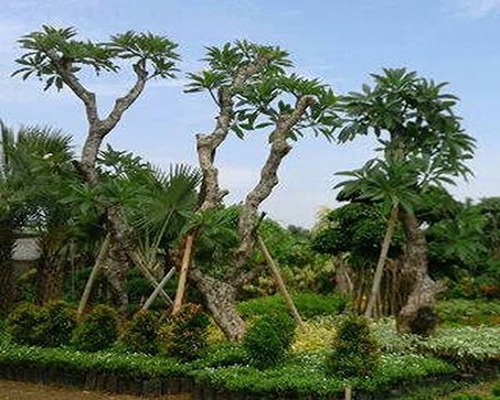 Jual Pohon Kamboja Fosil Di Bojonegoro Untuk Taman dan Proyek 2025 3 Jenis Pohon Kamboja Bojonegoro 1