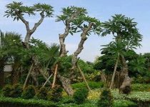Jenis Pohon Kamboja di Tangerang