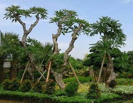 Jenis Pohon Kamboja di Tangerang