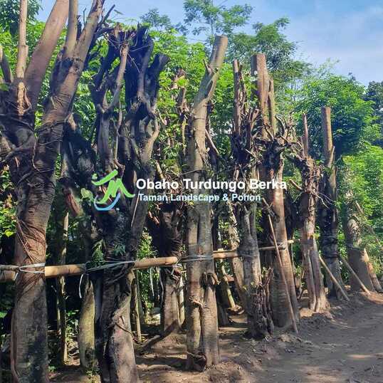 Jual Pohon Kamboja Fosil Di Bojonegoro Untuk Taman dan Proyek 2025 4 Jual Pohon Kamboja Bali di Bojonegoro 1