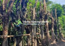 Jual Pohon Kamboja Bali di Palu