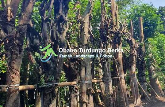 Jual Pohon Kamboja Bali di Sorong