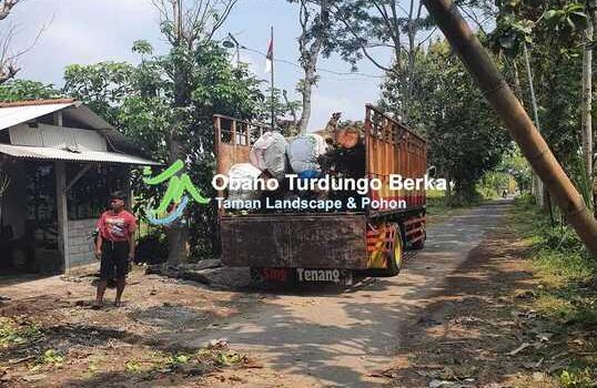 Jual Pohon Kamboja Merah di Banjarbaru