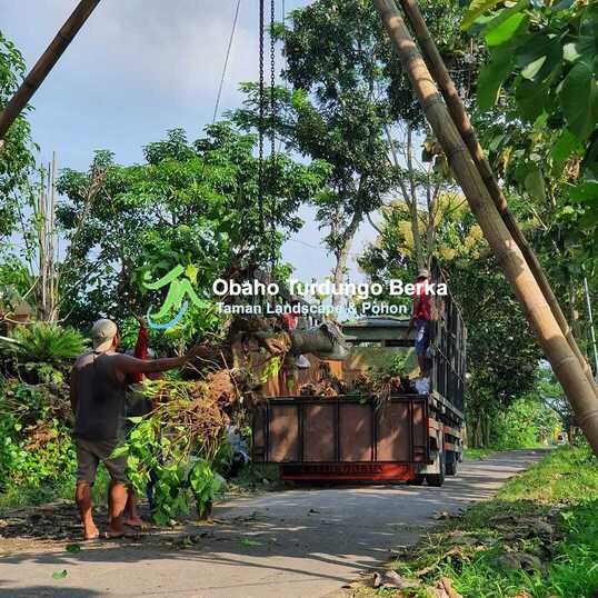 Jual Pohon Kamboja Murah di Palembang