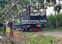 Jual Pohon Kamboja Putih di Semarang