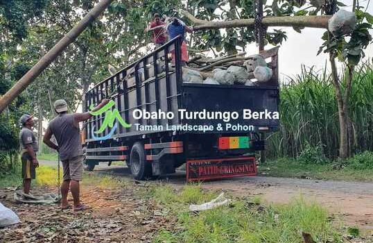 Jual Pohon Kamboja Putih di Semarang