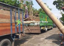 Jual Pohon Kamboja Fosil Di Banyuwangi Untuk Taman Landscape 2025 37 Jual Pohon Kamboja jepang di Banyuwangi