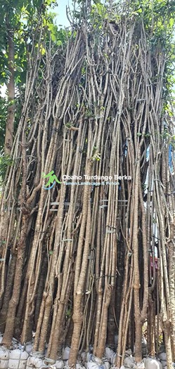 Jual Pohon Pule Di BandarLampung Khusus Partai 2025 12 Jual Pohon Pule Besar di Bandarlampung 1
