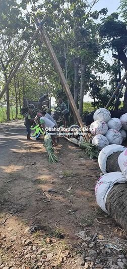 Jual Pohon Pule Besar di Palembang 10
