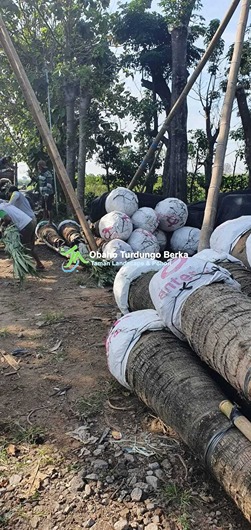 Jual Pohon Pule Besar di Palembang 11