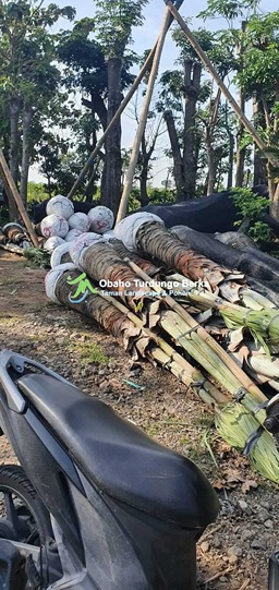 Jual Pohon Pule Besar di Palembang 14
