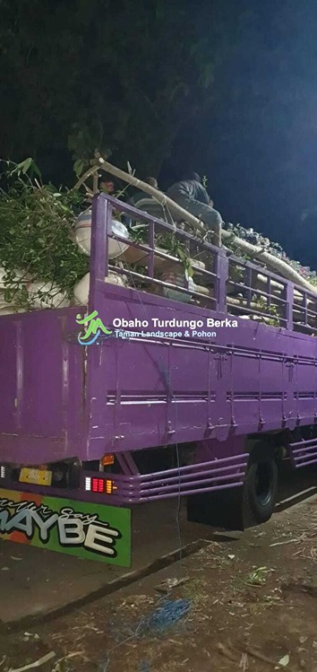 Jual Pohon Pule Besar di Palembang 15