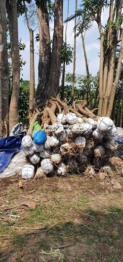 Jual Pohon Pule Besar di Palembang 2