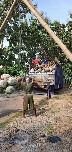 Jual Pohon Pule Besar di Palembang 4