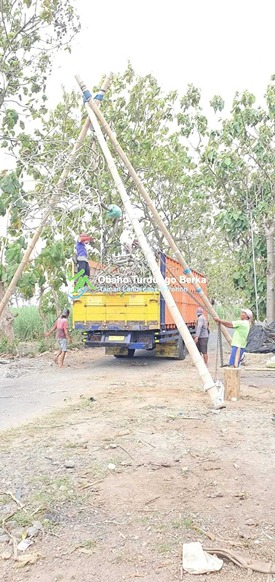 Jual Pohon Pule Besar di Palembang 5