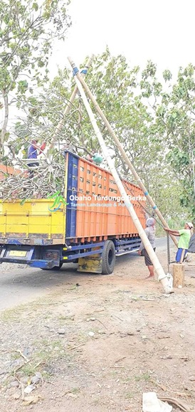 Jual Pohon Pule Besar di Palembang 6