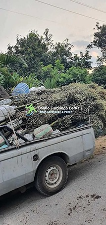 Jual Pohon Pule di Yogyakarta Ukuran Besar Lingkar 1 2 3 4 5 Meter Harga Murah 27 Jual Pohon Pule Besar di Yogyakarta 17