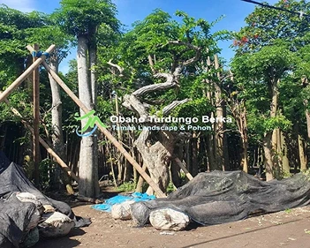 Jual Pohon Pule di Blitar Khusus Proyek 2025 30 Jual Pohon Pule Blitar