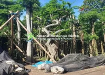 Jual Pohon Pule Tanjung Pinang