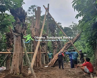 Jual Pohon Pule di Blitar Khusus Proyek 2025 31 Jual Pohon Pule di Blitar