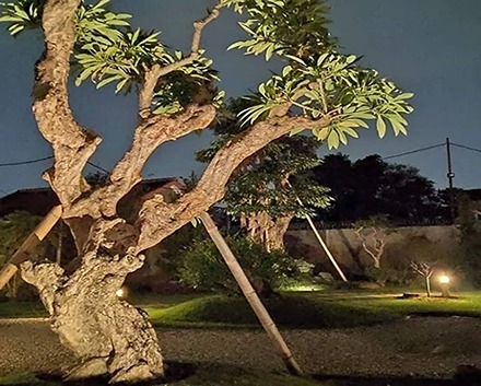 Jual Pohon Kamboja Fosil Di Bandung Untuk Taman Landscape 2025 6 Jual Pohon kamboja Fosil di Bandung