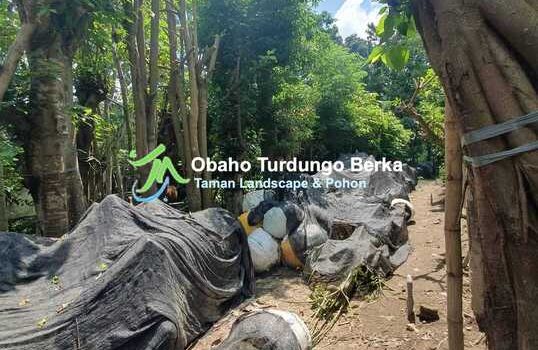 Jual Pohon kamboja Pink di Palangkaraya