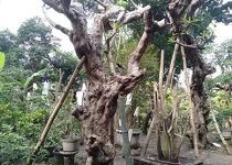 Jual Pohon kamboja di Bengkulu