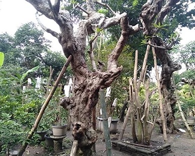 Jual Pohon Kamboja Fosil Di Bojonegoro Untuk Taman dan Proyek 2025 5 Jual Pohon kamboja di Bojonegoro 1