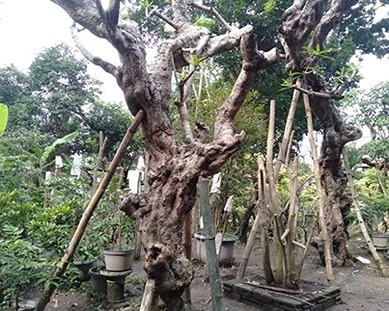 Jual Pohon kamboja di Nganjuk