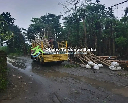Jual Pohon Pule di Blitar Khusus Proyek 2025 32 Penjual Pohon Pule Di Blitar